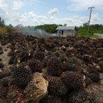 Indonesia Centraliza Exportaciones: Riesgos y Oportunidades para Operaciones Latinoamericanas