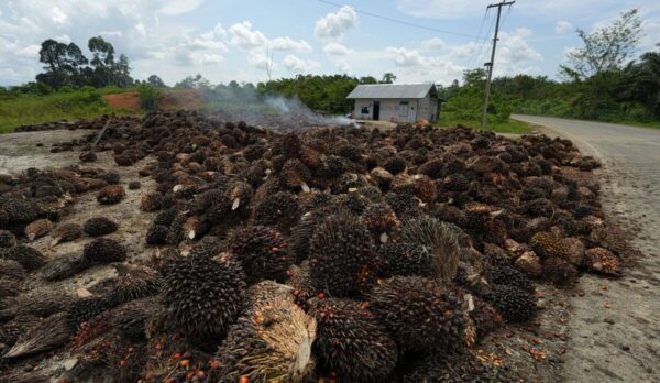Indonesia Centraliza Exportaciones: Riesgos y Oportunidades para Operaciones Latinoamericanas