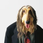 La Convergencia Estética en Mascotas: Una Lección de Mercado para Empresas