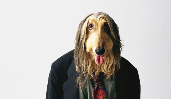 La Convergencia Estética en Mascotas: Una Lección de Mercado para Empresas