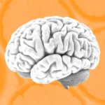 Nutrición y Productividad: Cómo la Salud Cerebral Impacta el Desempeño Empresarial
