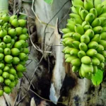 Biocombustibles de aviación: la apuesta de $3B que transforma la logística aérea